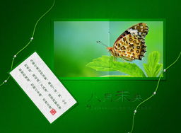 八月未央，致竹子1975 一場圖文設(shè)計(jì)的原創(chuàng)之約